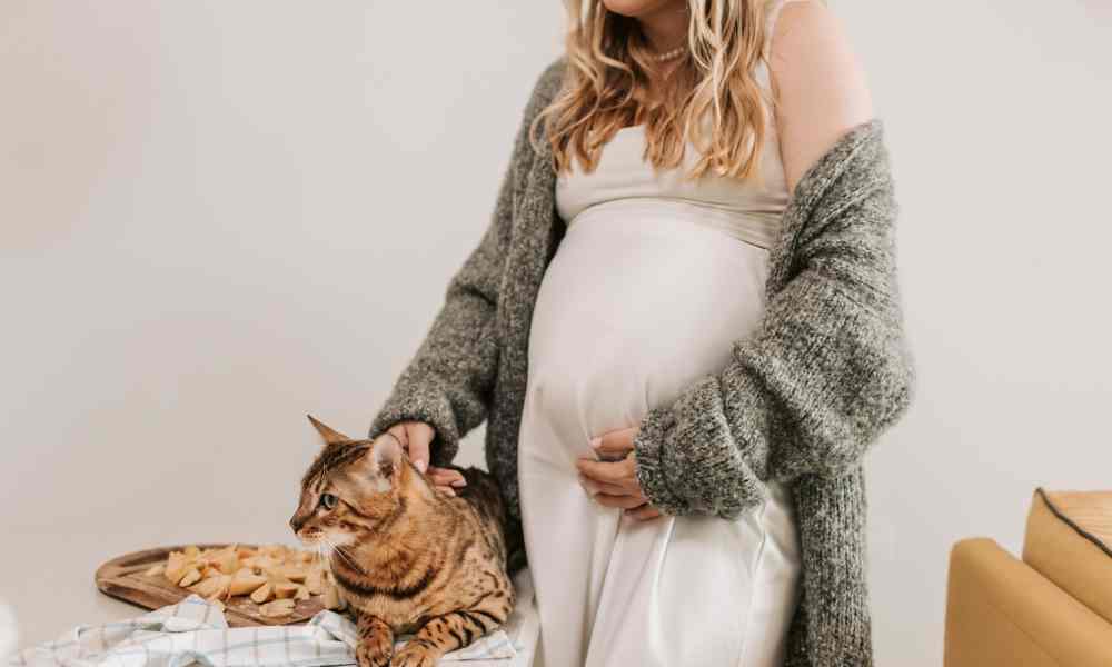 gatto gravidanza